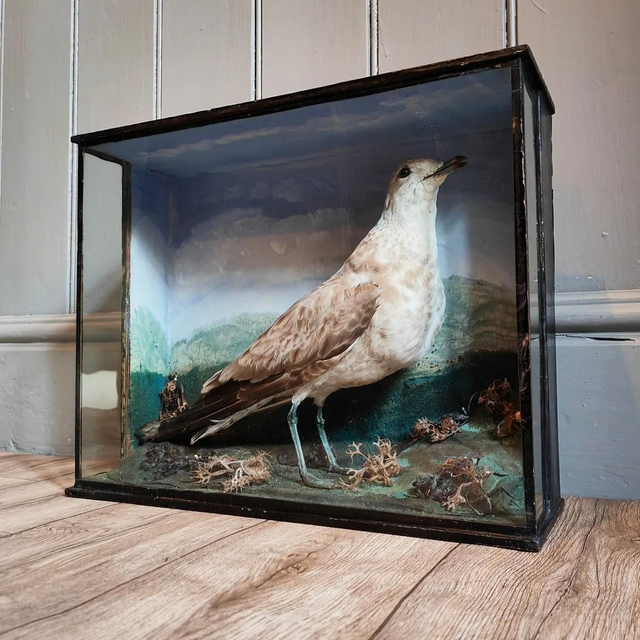 Victorian Taxidermy Seagull 