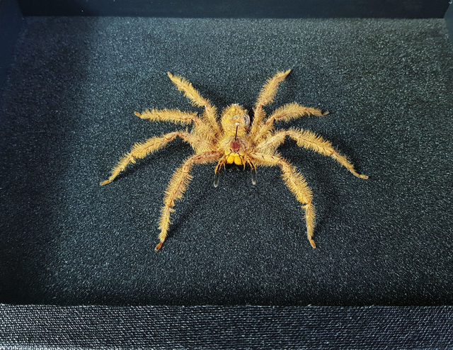 Heteropoda sp.