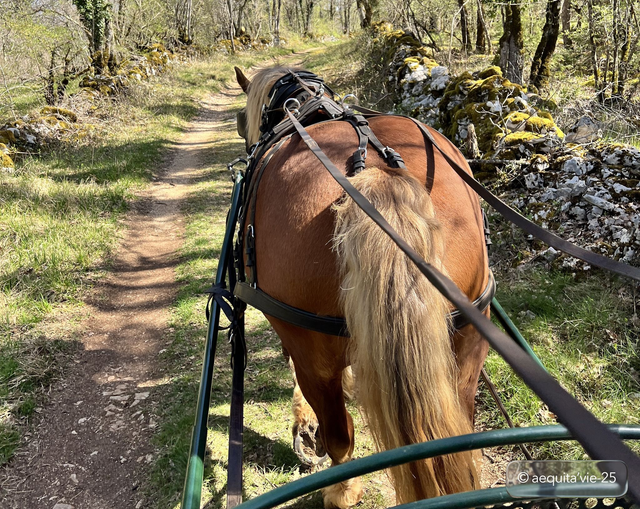 Balade en calèche - Découverte