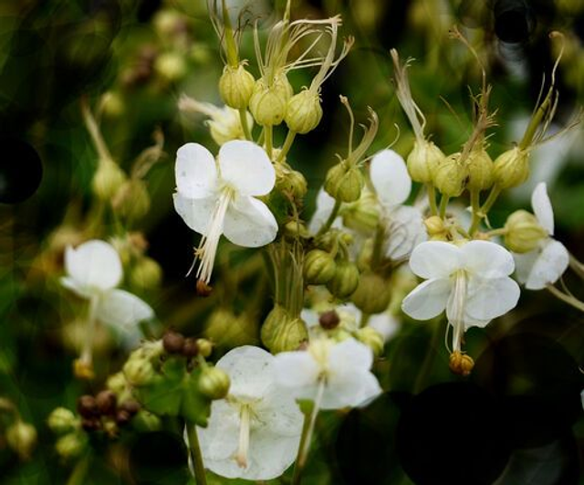 Geranium macrorrhizum &#039;White-ness&#039; P9