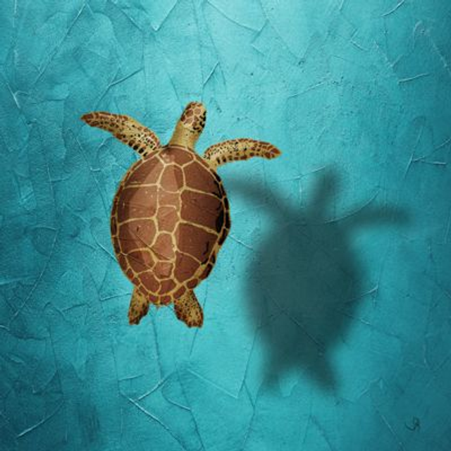 La plage des tortues