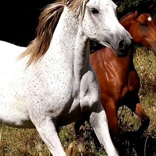 Séance Equi'Libre Equitation Ethologique