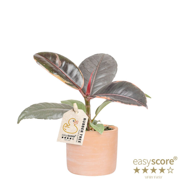 C10 . Ficus elastica 'Ruby'