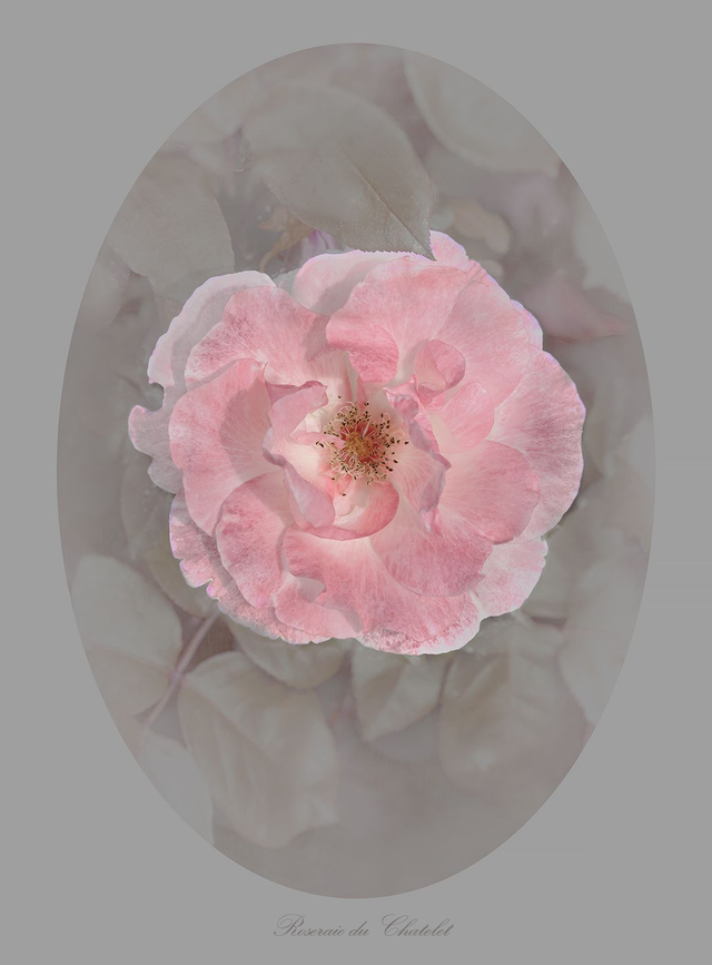 Roseraie de Chatelet