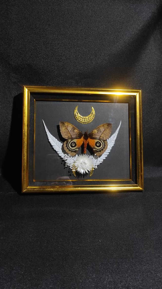 Cadre Vintage Papillons "Automeris Lara"