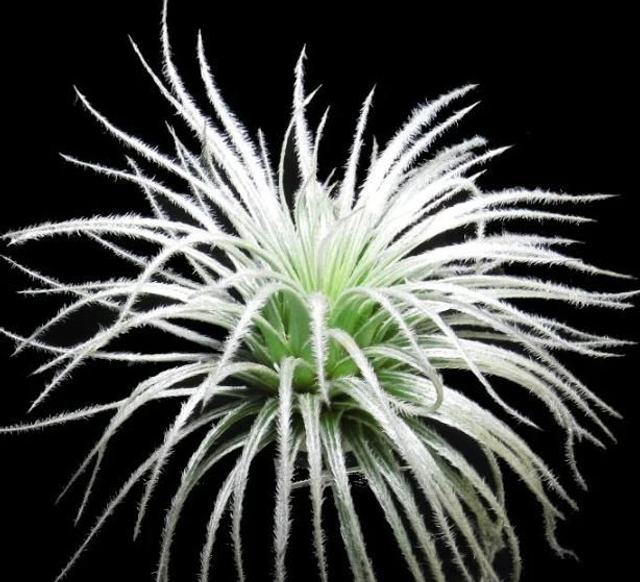 tectorum 'snow'