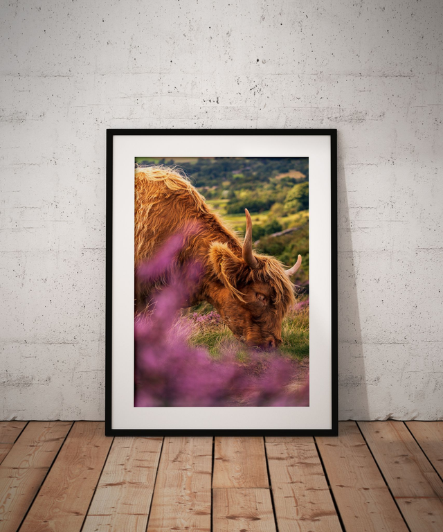 Grazing, Peak District