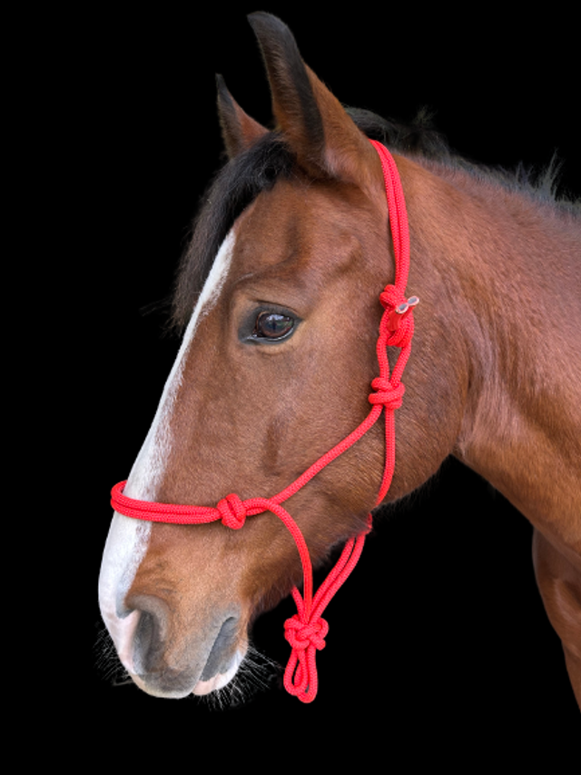 LICOL CORDE NORTON "FIRST"