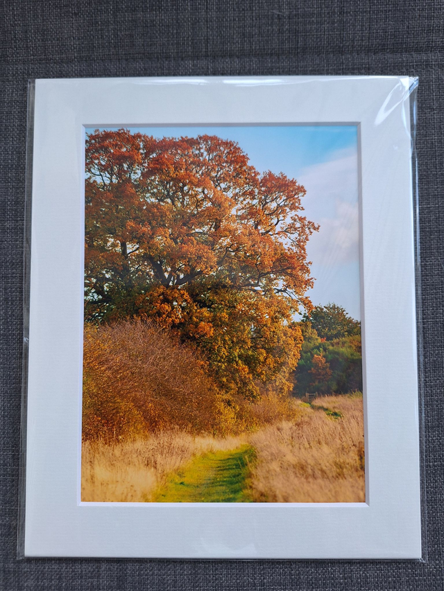Mounted Photographs by Plantography - Venus Pool Oak, Shropshire