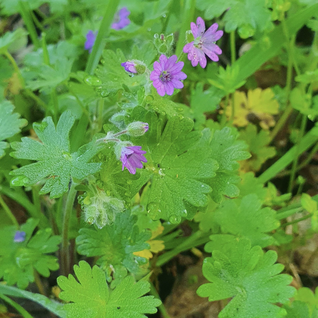 Géranium mou (Geranium molle )