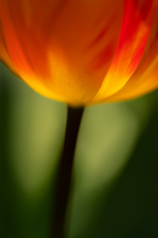 SMAM - Stage "Débuter en photo Proxi et Macro" dimanche 19/10/2025 de 9h45 à 11h45