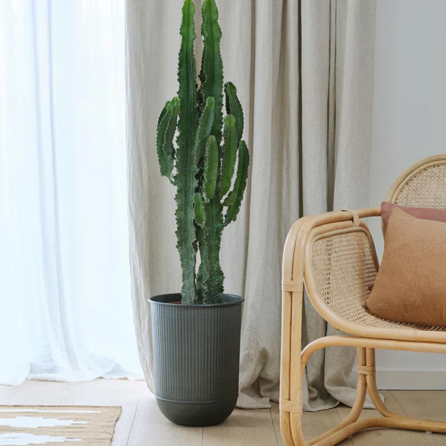 Euphorbia trigona rubra (African Milk Tree)