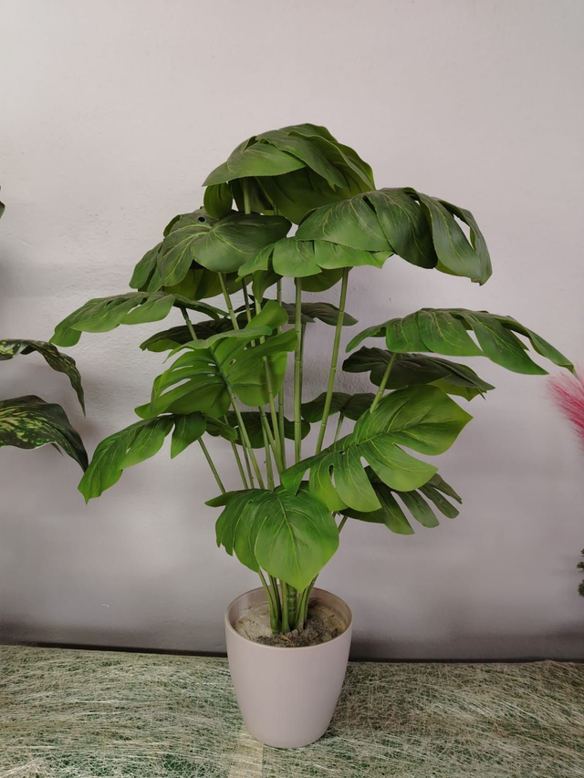 Piante verdi in vaso