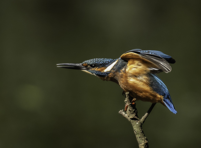 30 x 40 Kingfisher 2