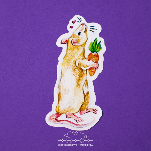 Szczurek z marchewką | ZWIERZĘTA