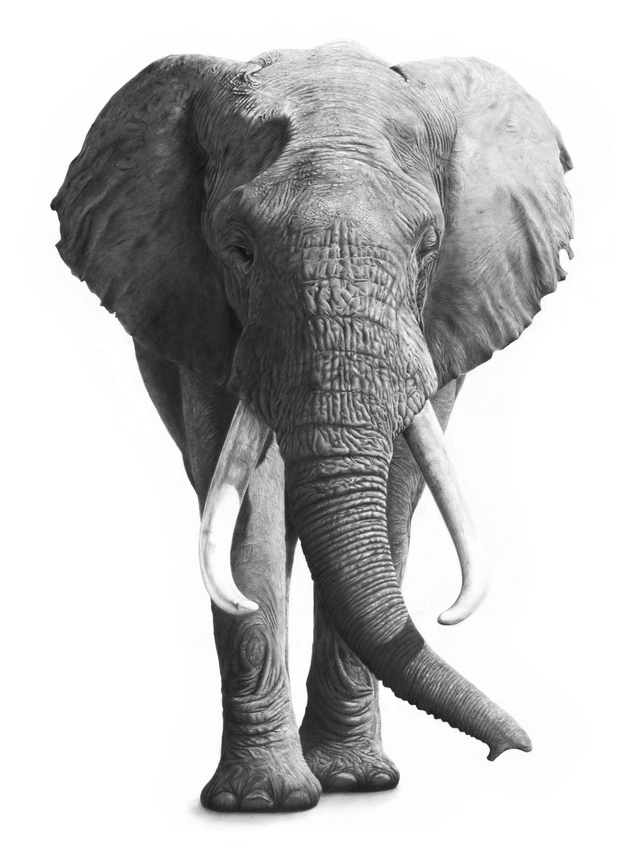 Elephant IV Original Artwork