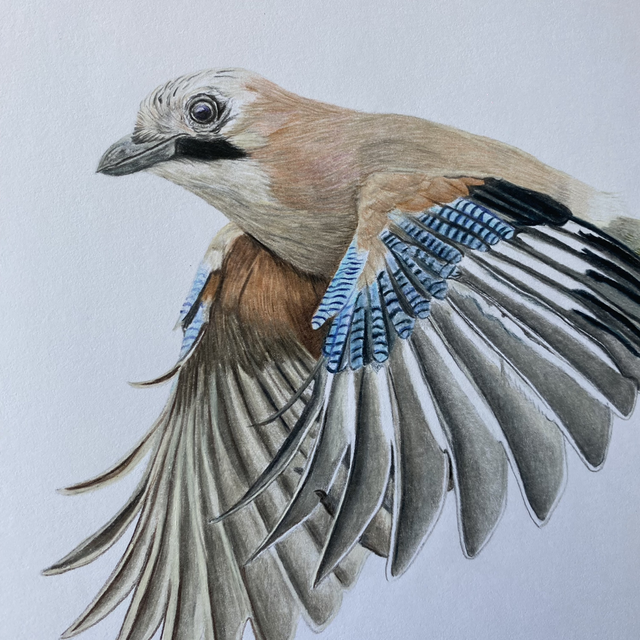 Jay Original Drawing