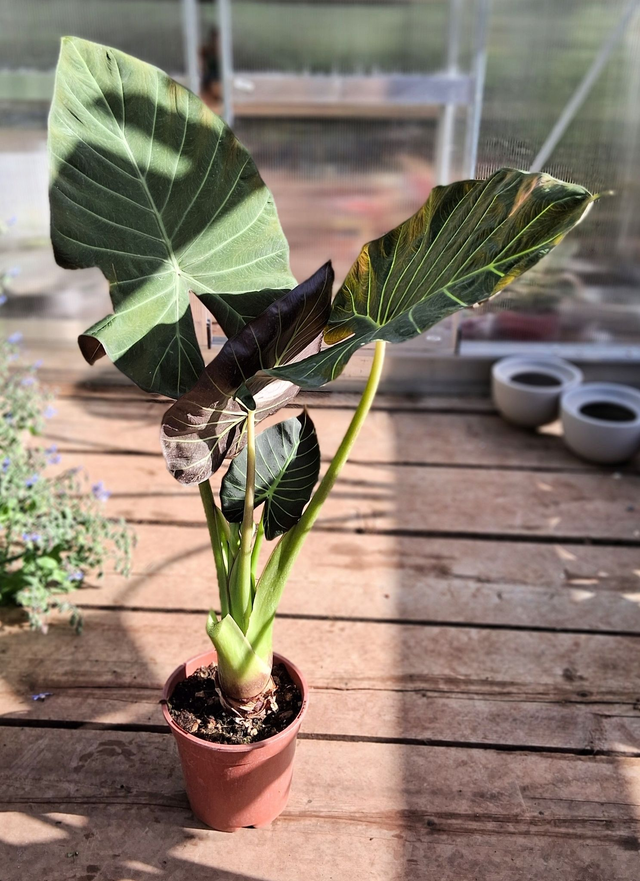 B27 . Alocasia macrorrhiza