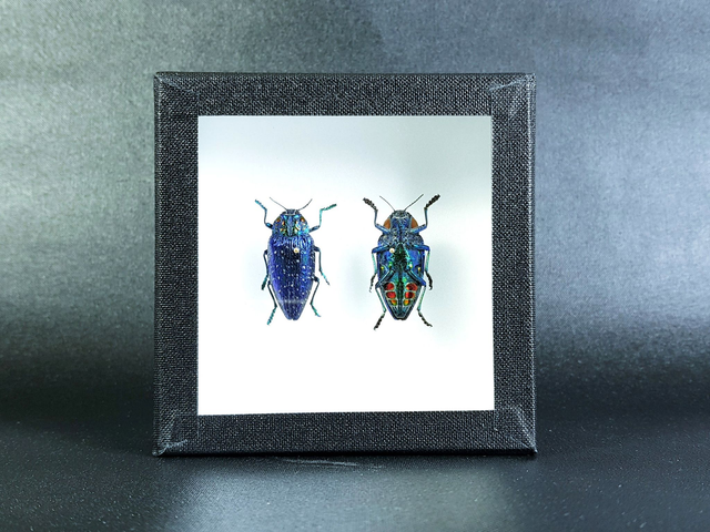 Polybothris sumptuosa gemma RV