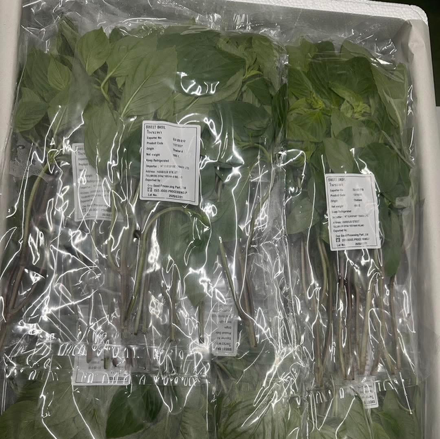 Sweet Basil โหระพา 