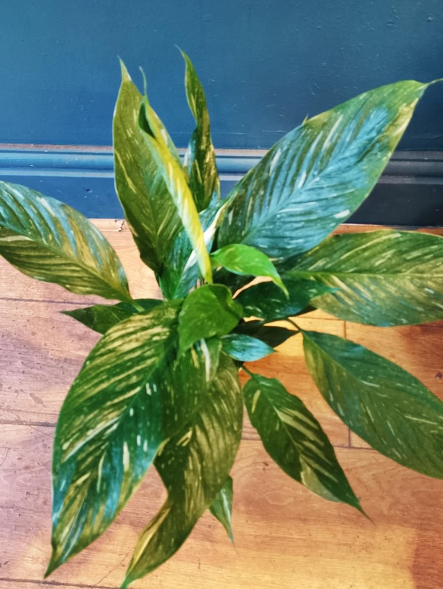 Peace lily variegated 