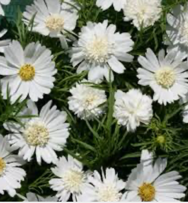 Cosmos White Popsocks