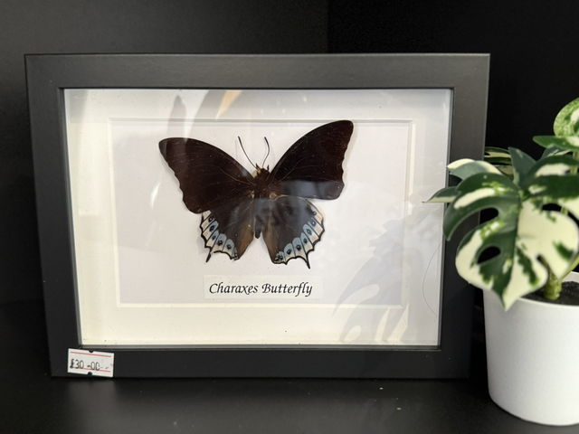 Charaxes Butterfly