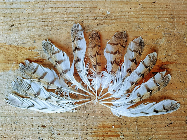 Penne timoniere Barbagianni 