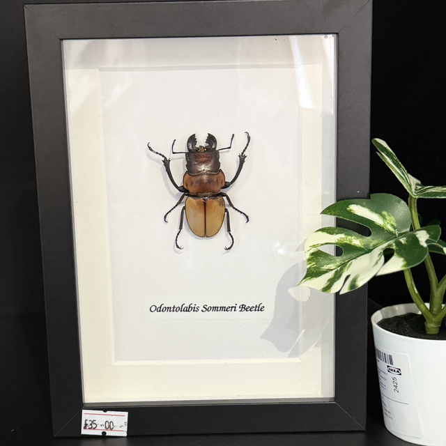 Odontolabis Sommeri Beetle