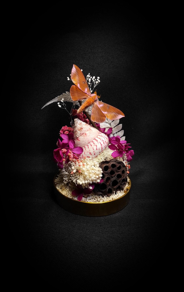 Diorama Papillon "Othorene Purpurascens"
