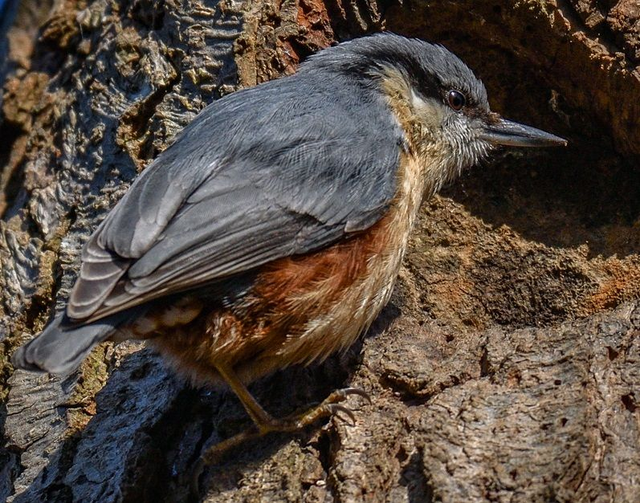 Nest Box - 32mm Nest Box for Nuthatch / House Sparrow