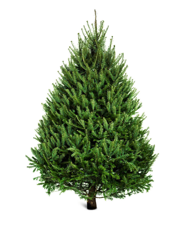 Norway Spruce Cut Tree