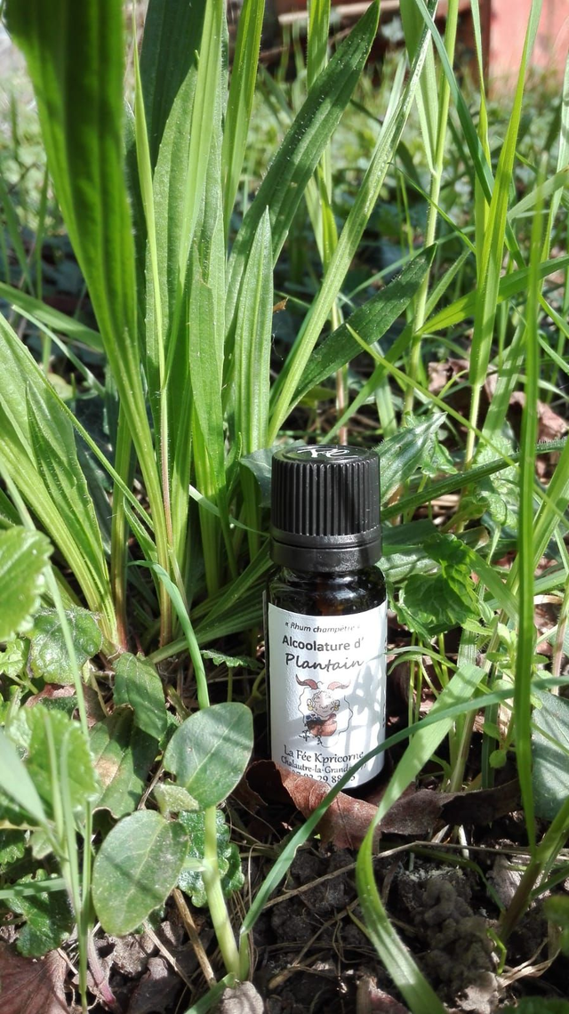 MACERAT ALCOOLIQUE de Plantain [BIEN−ETRE de la PEAU] 10ml