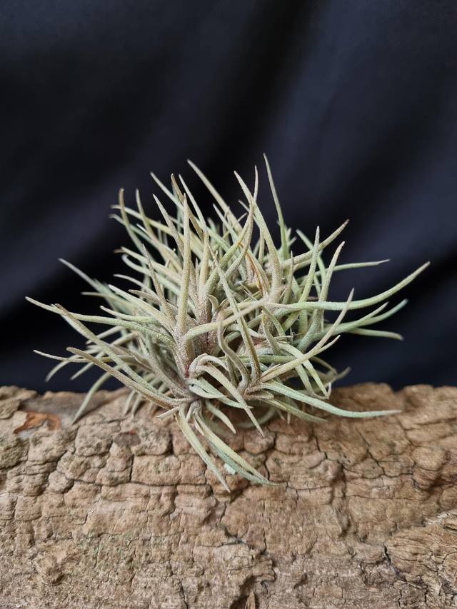Tillandsia bandensis