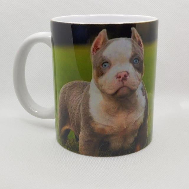 Exotic Bully gris et blanc