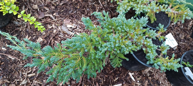 Juniper, creeping