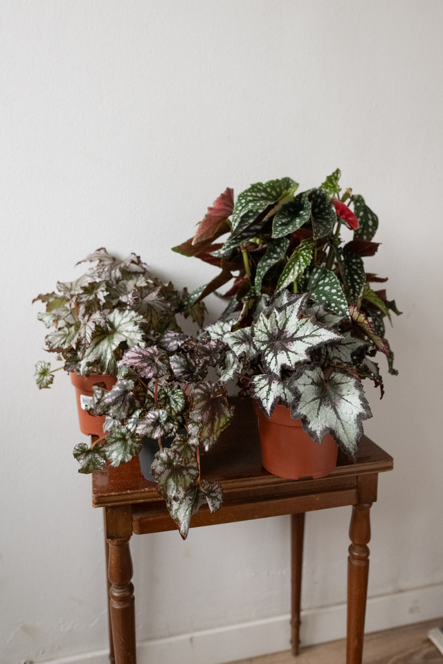 Begonia Mania - Xmas Kit 🎀