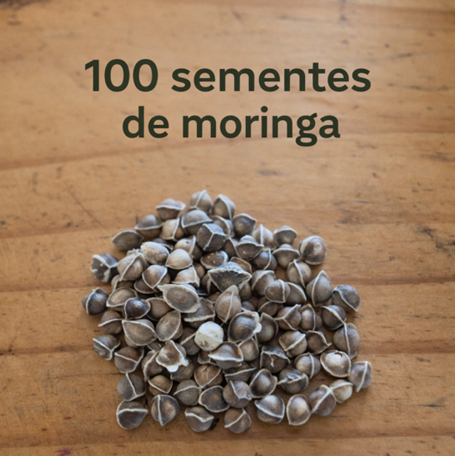 Sementes de moringa selecionadas 