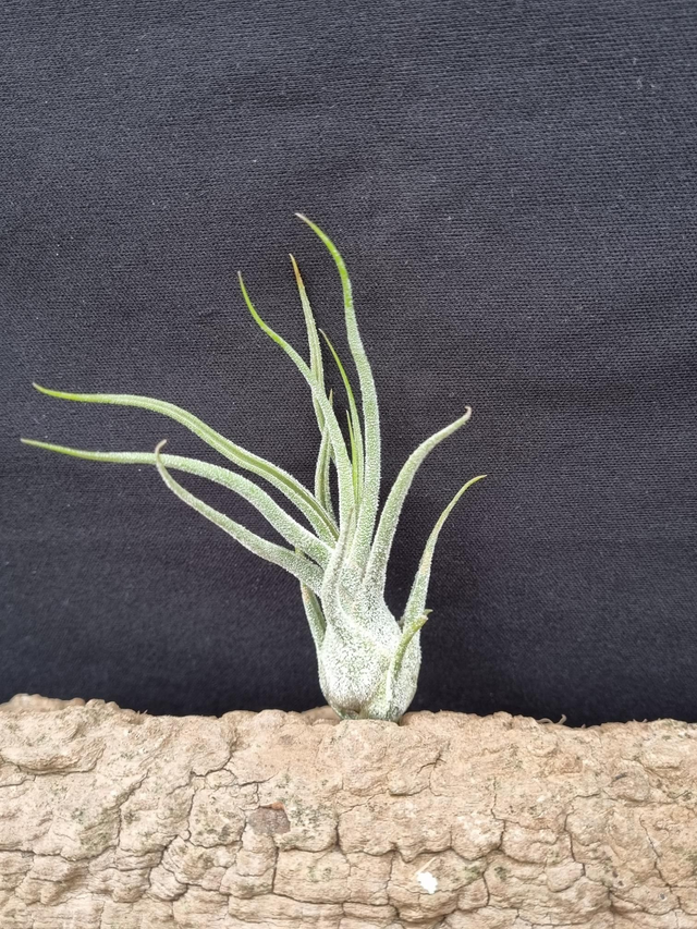 Tillandsia pruinosa
