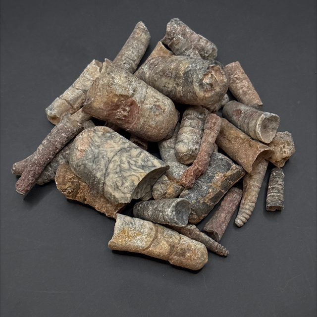 Orthoceras (Unpolished)