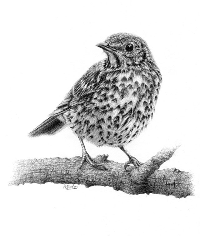 'Song Thrush.'  Original framed graphite pencil drawing.