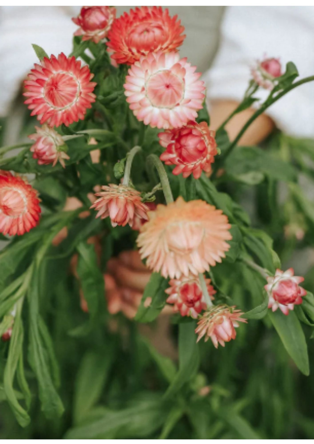 Immortelle 'Pastel mix rose'