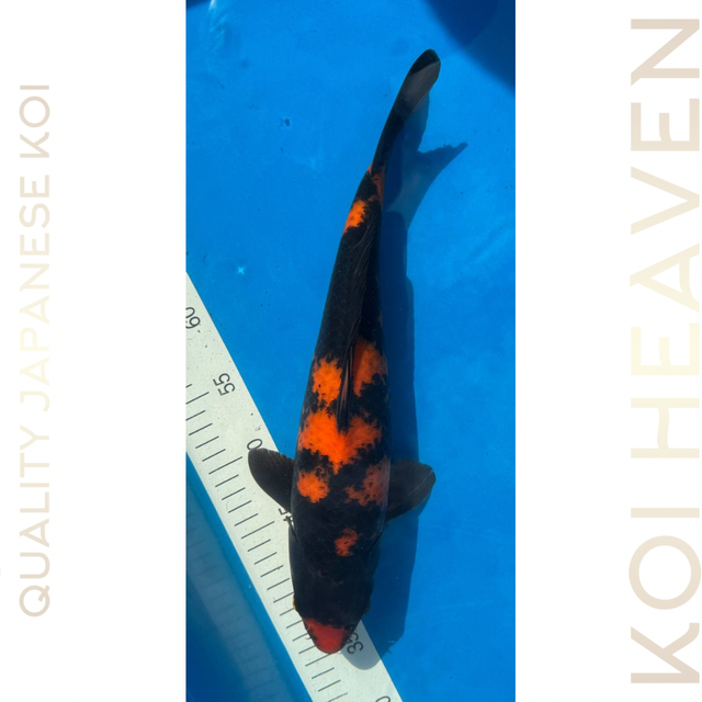 Shinoda koi farm  Hi utsuri  Tosai  36cm