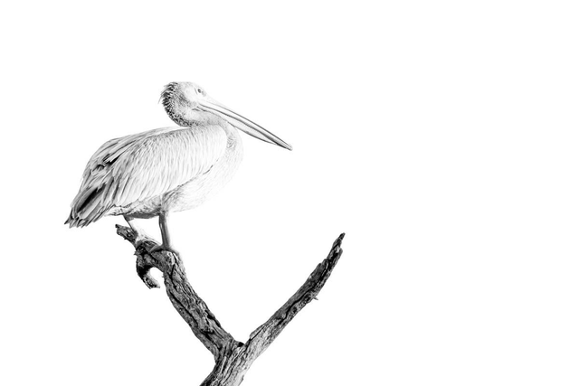 Tirage "Pêcheur perché"