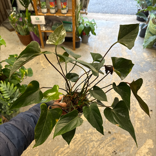 Anthurium black-jewel (Plante noir)