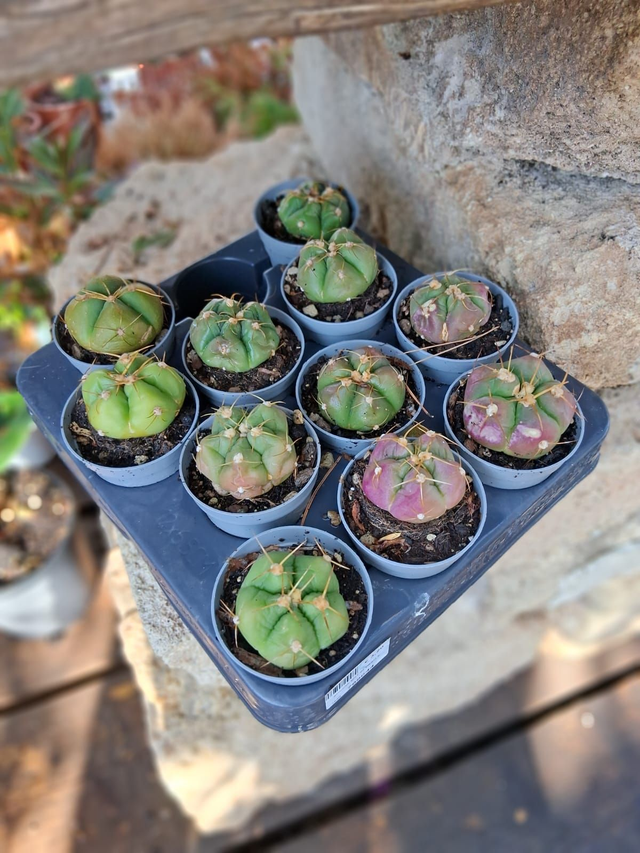 D110 . Gymnocalycium