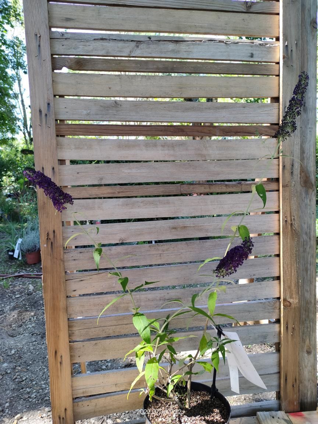 Buddleja davidii 'Black Knight'