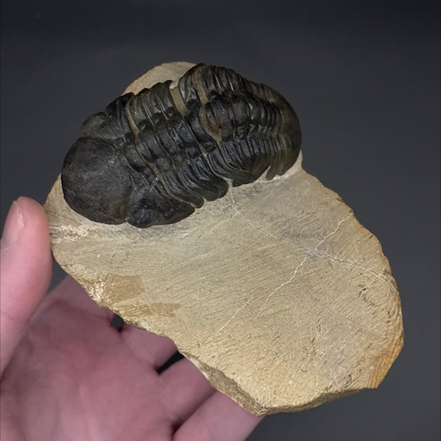 Phacops Trilobite 