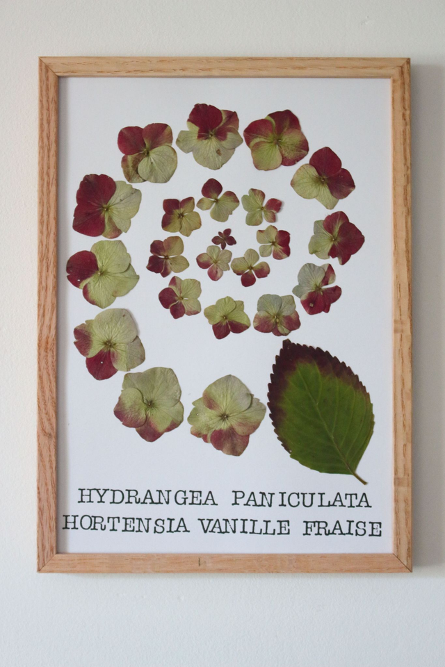 Hortensias - planche botanique