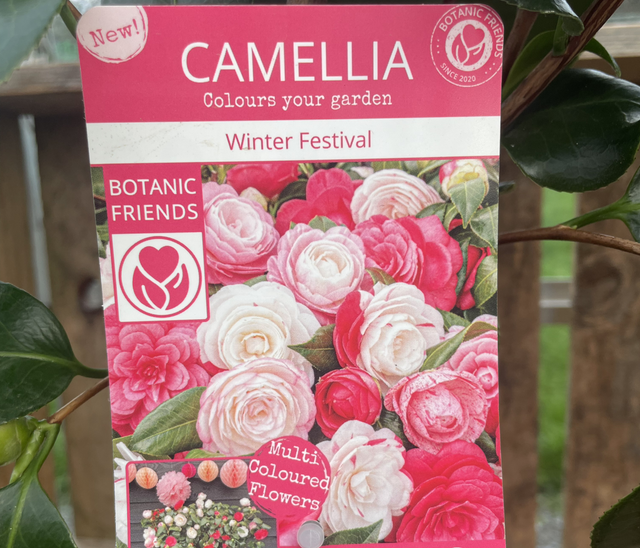 Camellia Winter Festival